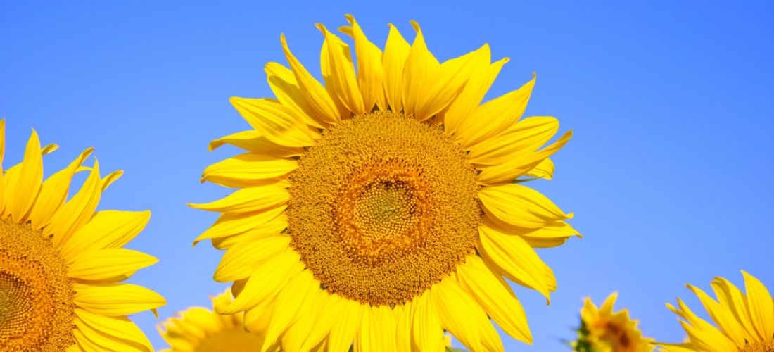 Foto 7 zonnebloemen